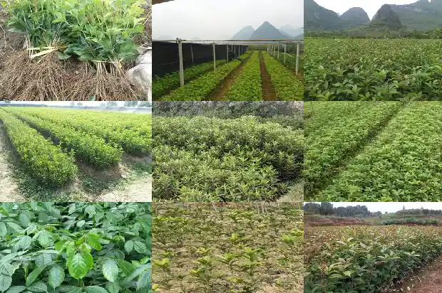 桂花树干发黑1683162468704