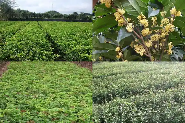 桂花树干发黑1683162468752