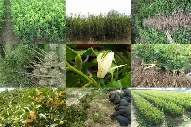 桂花树干发黑1683162468848