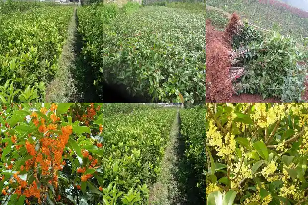 桂花树干有黑点1683162490316