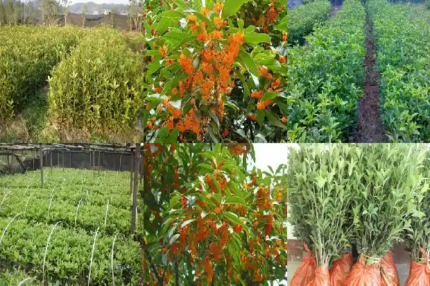 桂花树干有黑点1683162490364