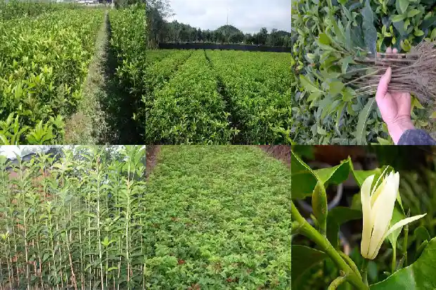 桂花树干有黑点1683162490410
