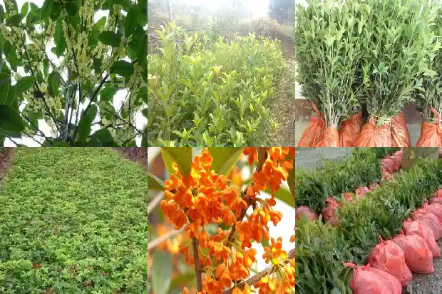 桂花树叶子黑1683162511779