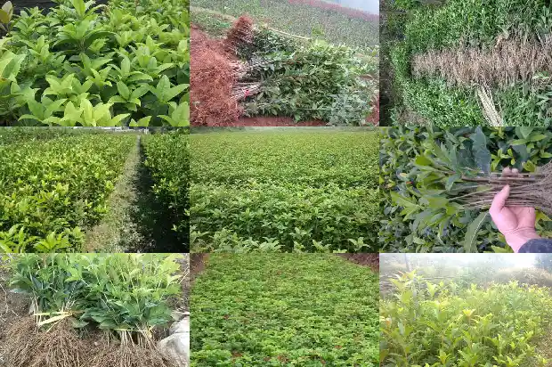 桂花树叶子黑1683162511921