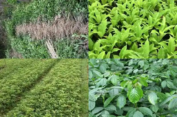 征收土地桂花树木补偿政策1683162594457