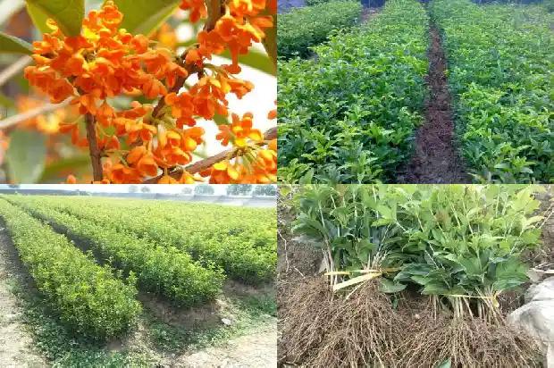 现在桂花树为什么不值钱了1689838025015