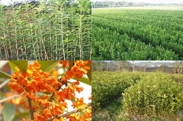 征收土地桂花树木补偿政策1683162594552