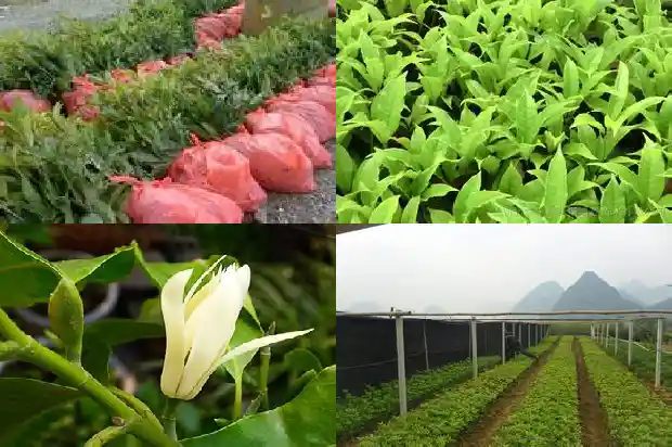 桂花种类及价格表大全1690589614018