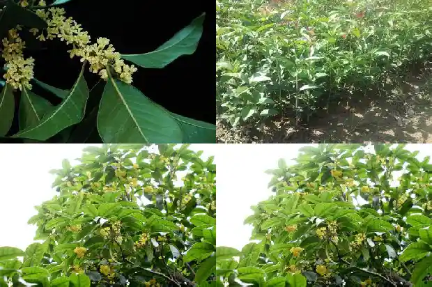 桂花小苗价钱多少一棵1689899257716