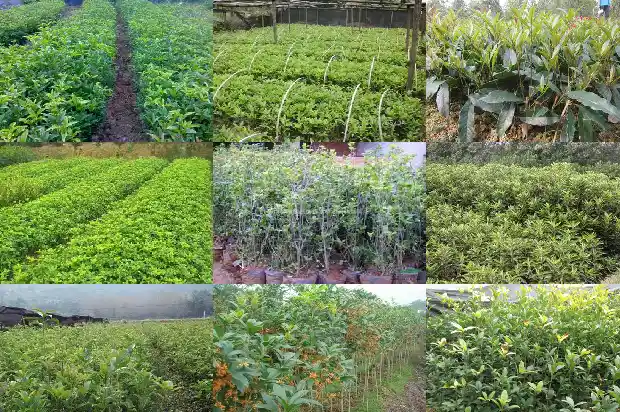 一年只开一次的桂花叫什么1690504135637
