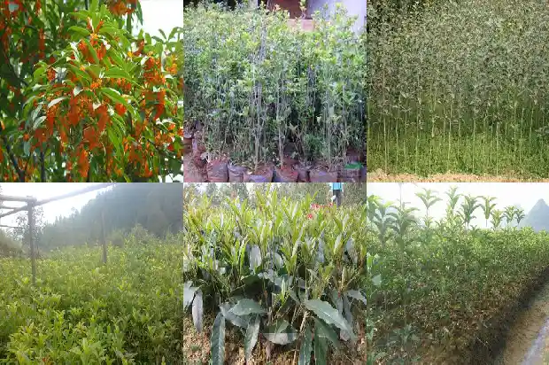 赞美桂花香经典句子1683162653978