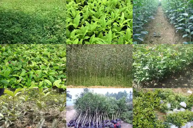 桂花树叶边摸起来1683162671826