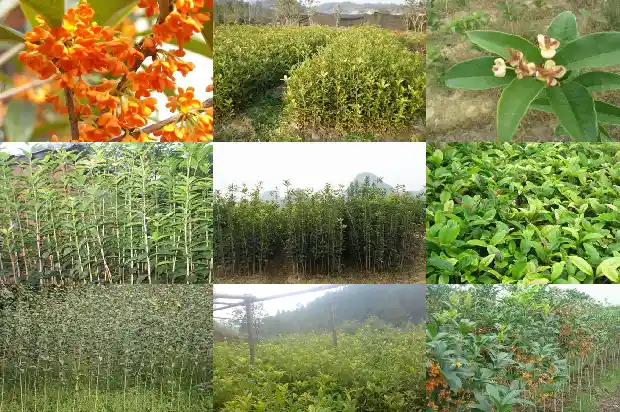 桂花树花色变浅1683162711499