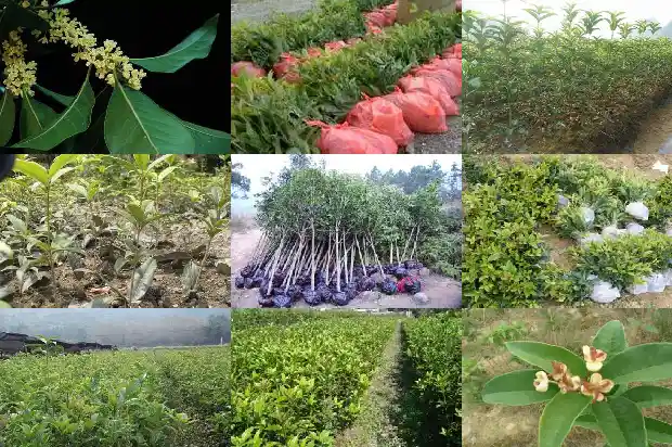 桂花树花色变浅1683162711547