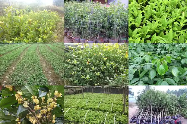 桂花树花色变浅1683162711642