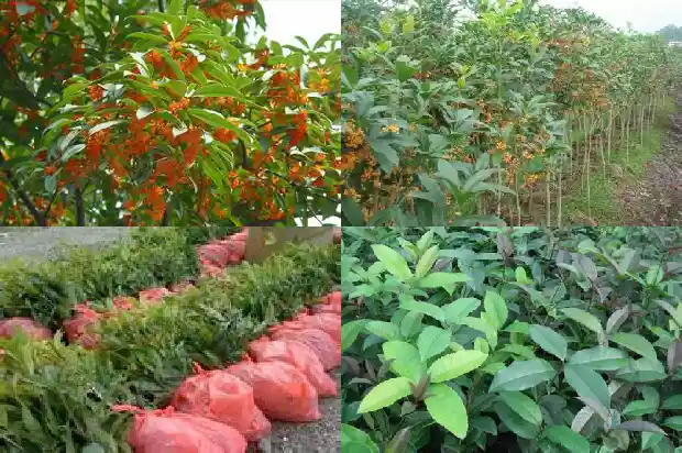 桂花树几种颜色1683162719284