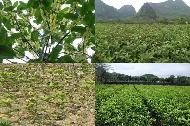 桂花树几种颜色1683162719332