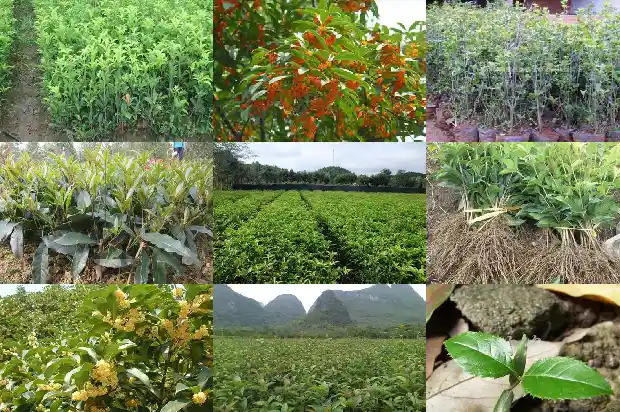 桂花树干颜色发黄1683162729044