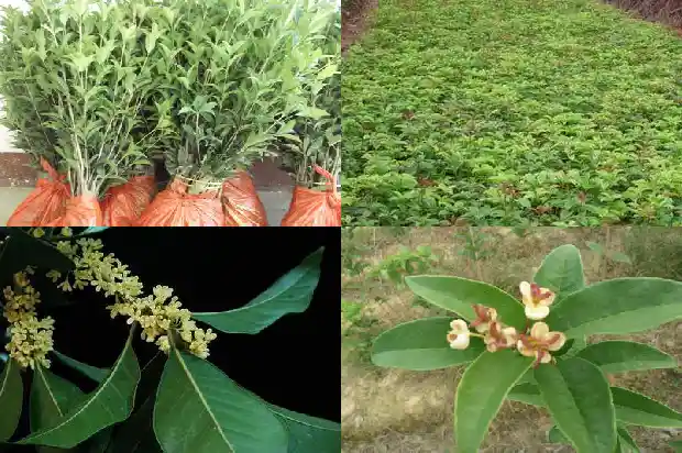 桂花树没有香味1683162736748