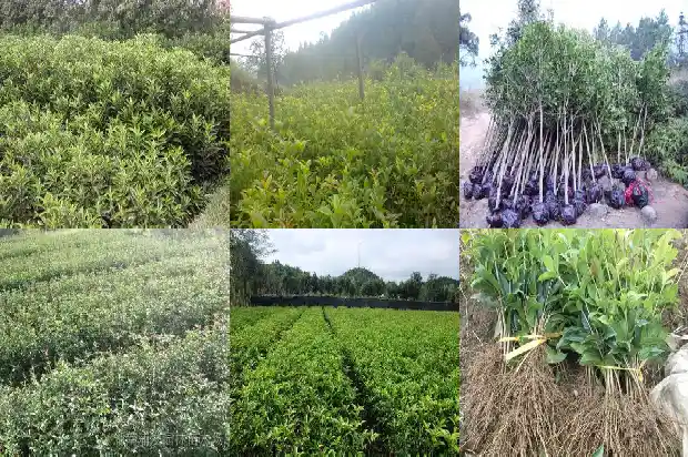 山东桂花树基地在哪1690245027849