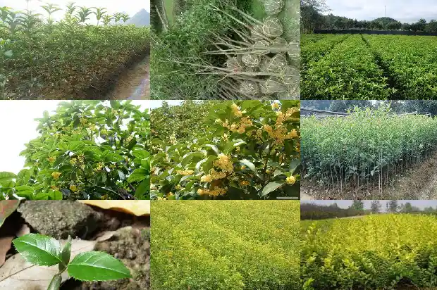 桂花树臭味1683162748394