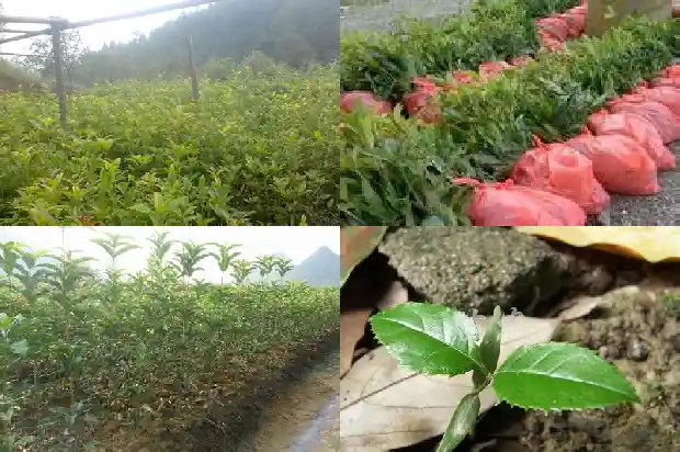 桂花香味太浓会不会中毒1683162775261