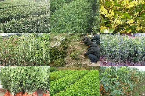 桂花香味太浓会不会中毒1683162775309