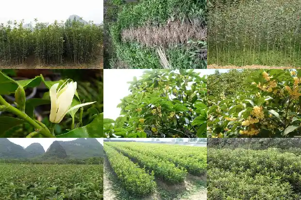 桂花香味太浓会不会中毒1683162775357