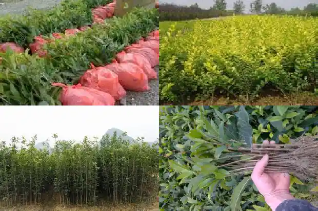 讨厌闻桂花味1683162785197