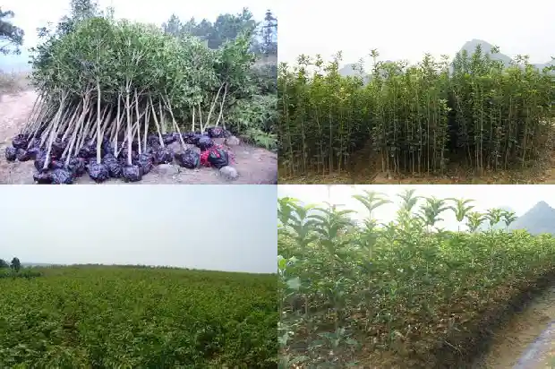 讨厌闻桂花味1683162785245