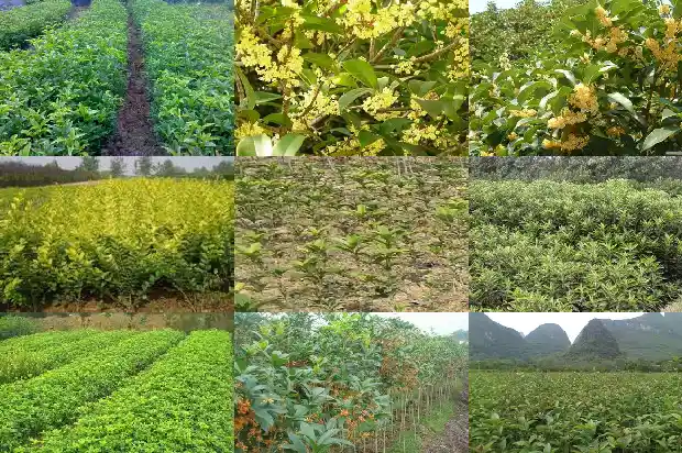 桂花味道难闻1683162792756