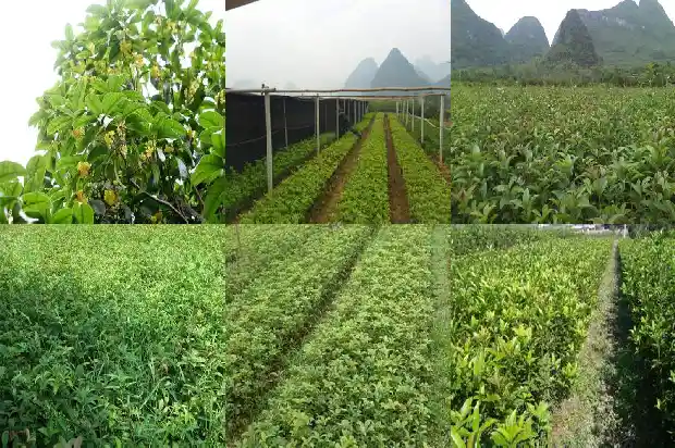 桂花树香味能不能闻了1683162800532