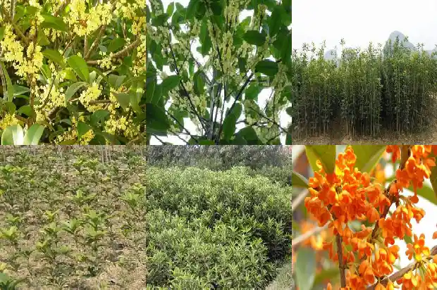 桂花树香味能不能闻了1683162800580
