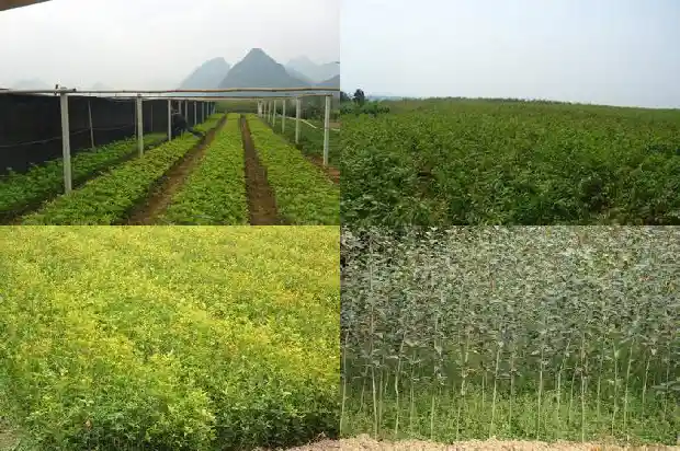 桂花开花没有香味1683162810292