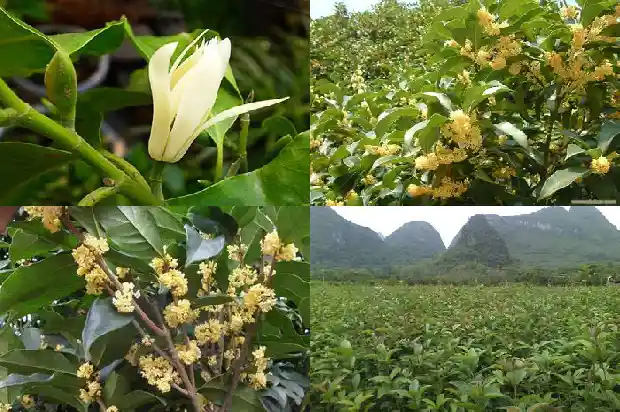 桂花开花没有香味1683162810340