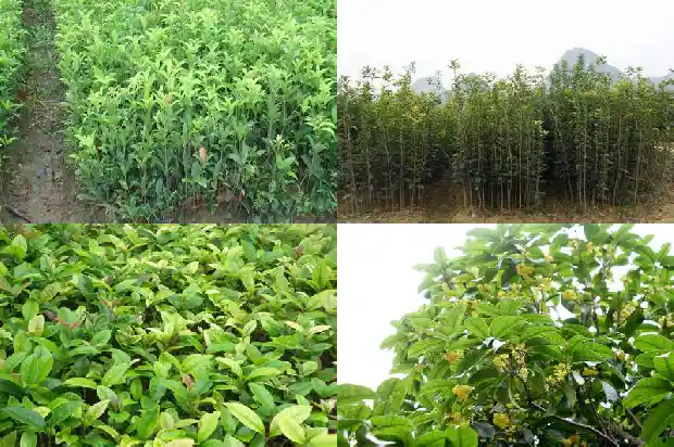 金桂花树的特点有哪些呢1688346306607