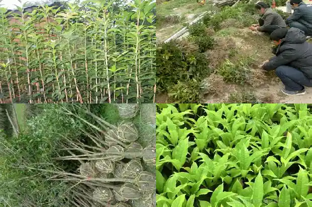 桂花叶子颜色变化1683162855585