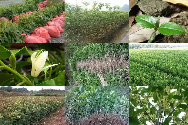 桂花树叶片边缘有干叶1683162867462