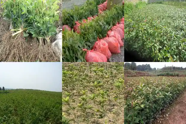 桂花树叶片边缘有干叶1683162867510