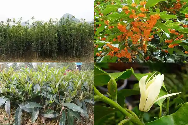 桂花树叶片边缘有干叶1683162867557