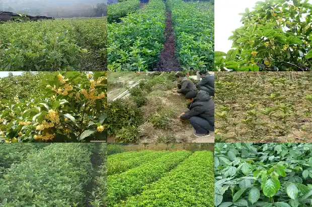 桂花树叶片边缘有干叶1683162867605