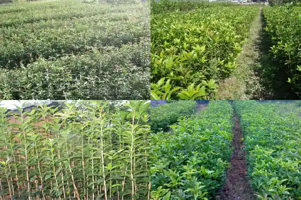桂花树叶闻起来1683162875572