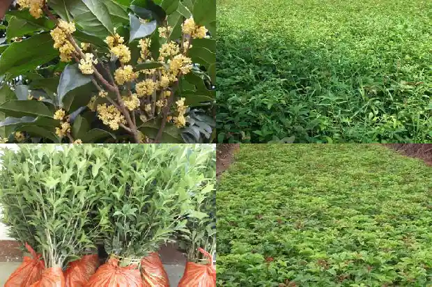 出售桂花树价格多少一棵呢1690331461108