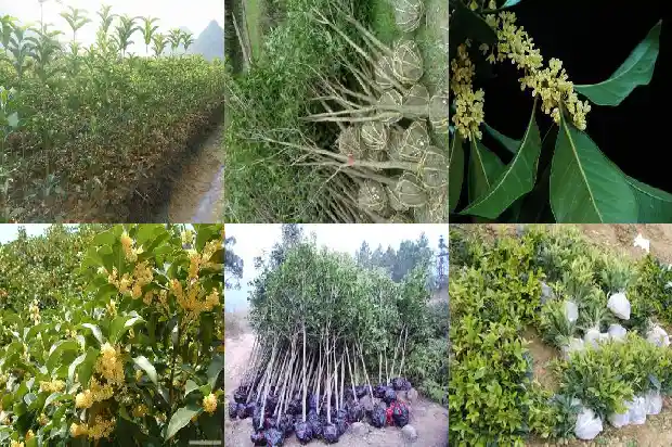 桂花品种辨认叶片1683162892887