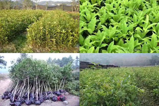 桂花嫩叶子发红1683162900483