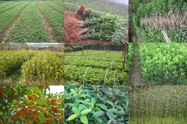 桂花叶型分类1683162912340