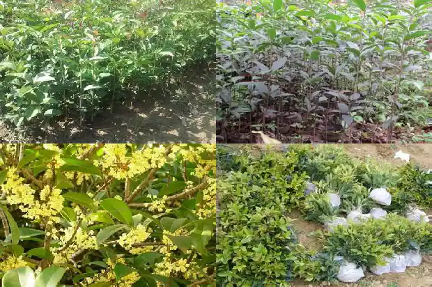 桂花叶型分类1683162912387