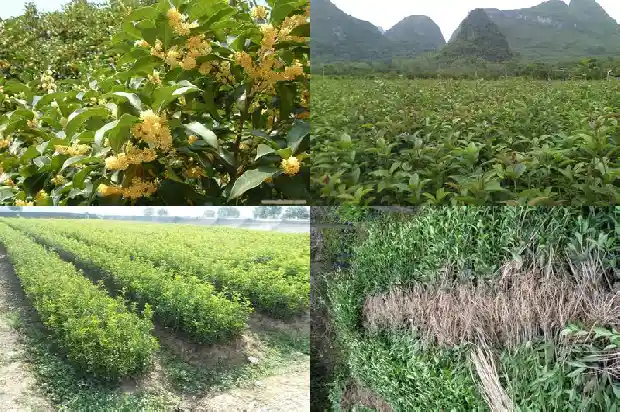 桂花叶型分类1683162912435