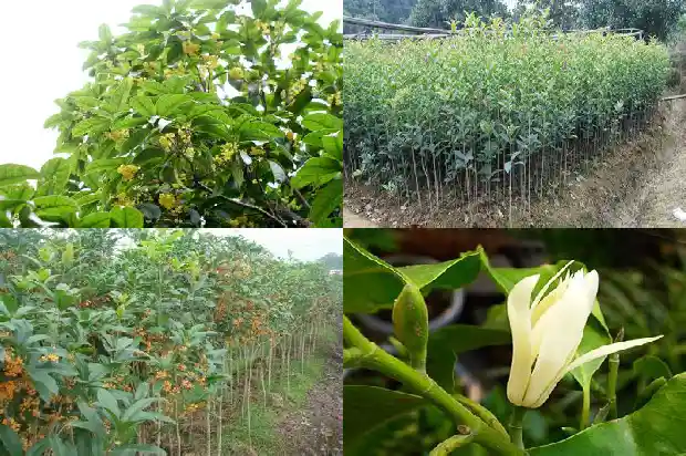 一朵桂花有多大1683162941932