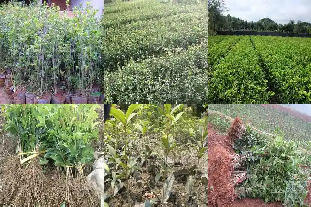 一朵桂花有多大1683162942028